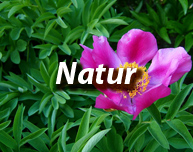 Natur